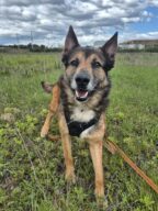 Samy - Réservé, chien à l’adoption à la SCPA de Carcassonne