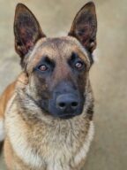 Spotti, chien à l’adoption à la SCPA de Carcassonne