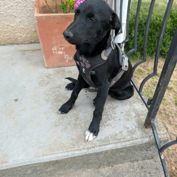 Bouba, chiot de 5 mois