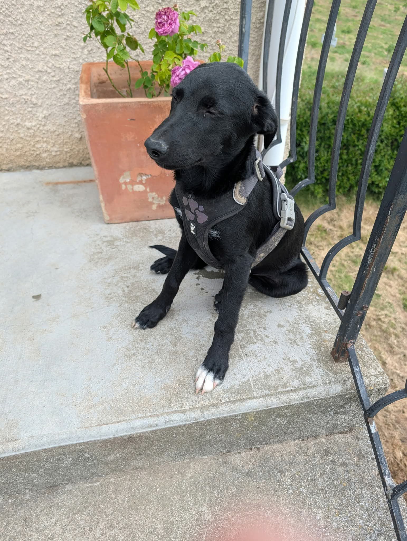 Lire la suite à propos de l’article Bouba, chiot de 5 mois