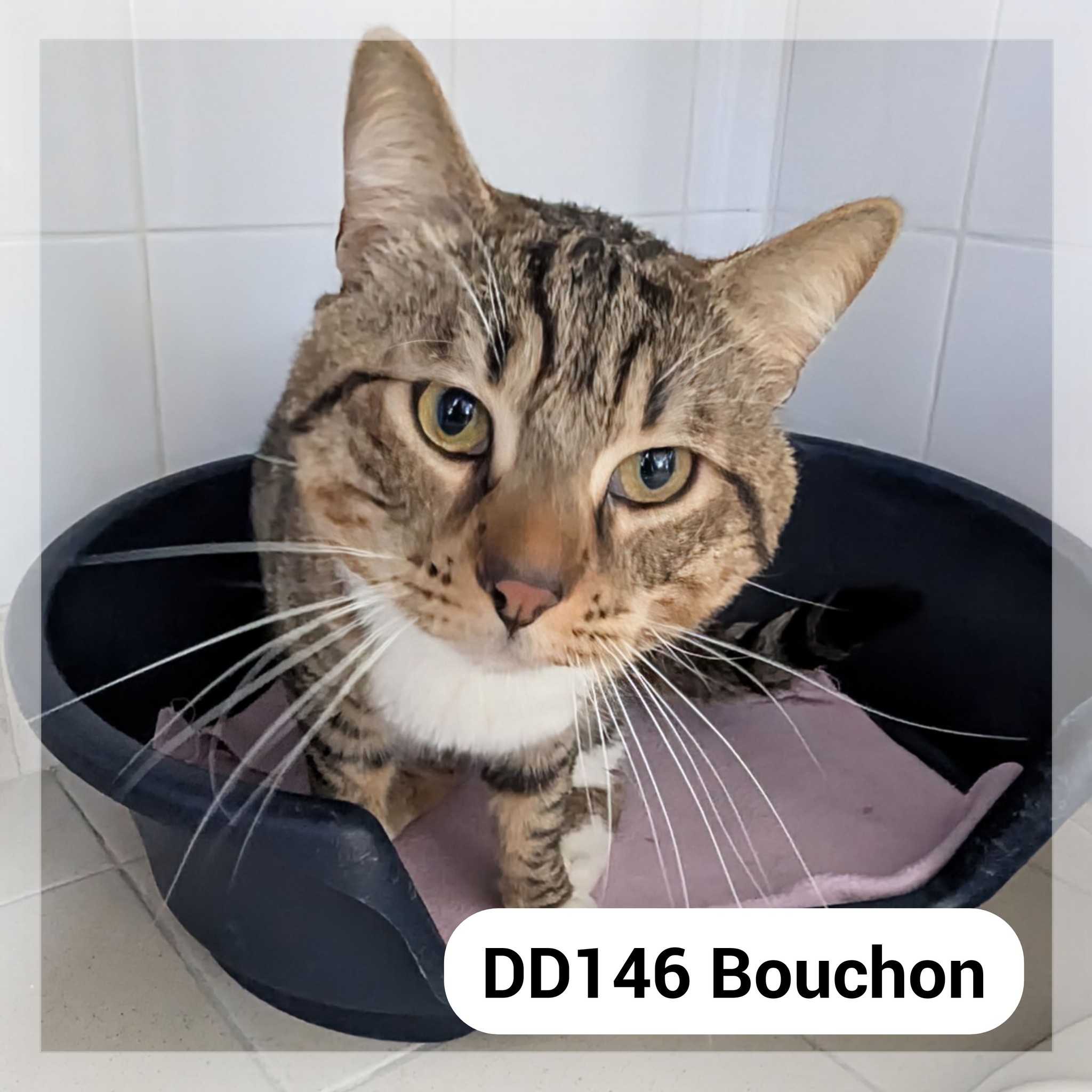 Bouchon