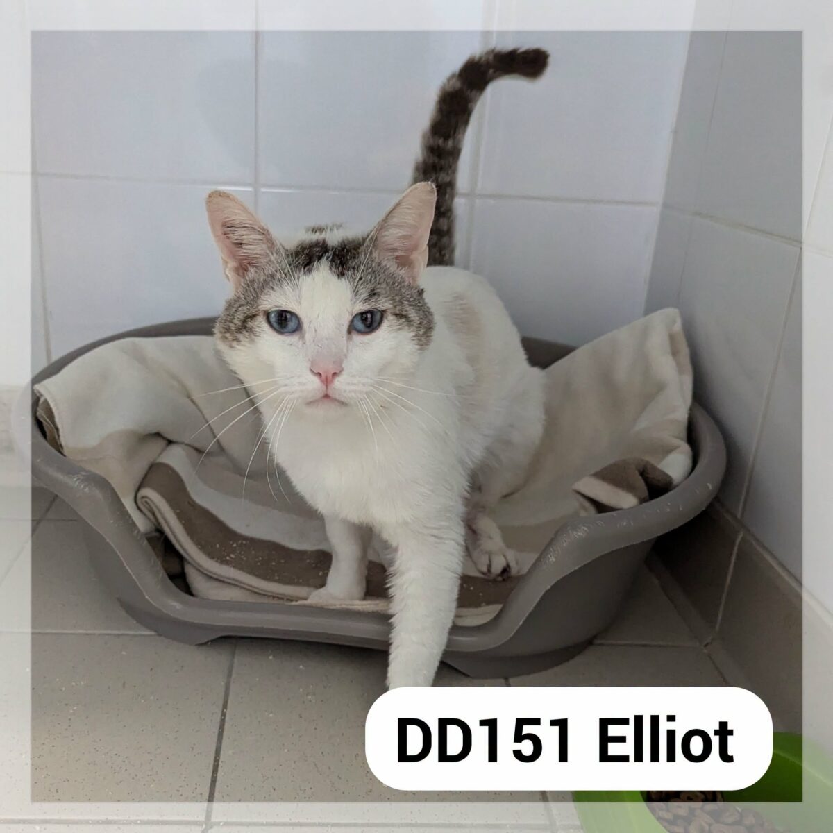 Elliot