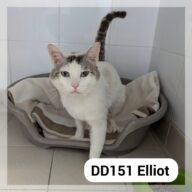 Elliot, chat à l’adoption à la SCPA de Carcassonne