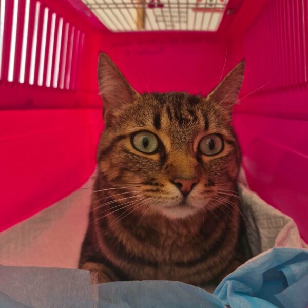 22/05 – FOURRIÈRE Chat – DD195