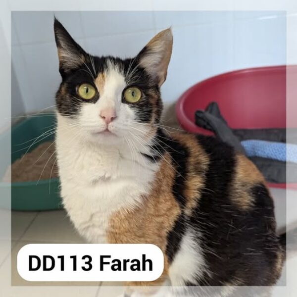 Farah