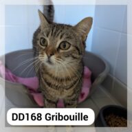 Gribouille, chat à l’adoption à la SCPA de Carcassonne