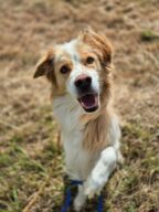 Hiro, chien à l’adoption à la SCPA de Carcassonne