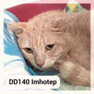 Imhotep, chat à l’adoption à la SCPA de Carcassonne