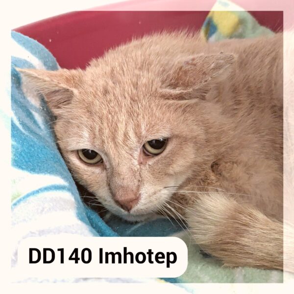 Imhotep
