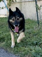 Lexie, chien à l’adoption à la SCPA de Carcassonne