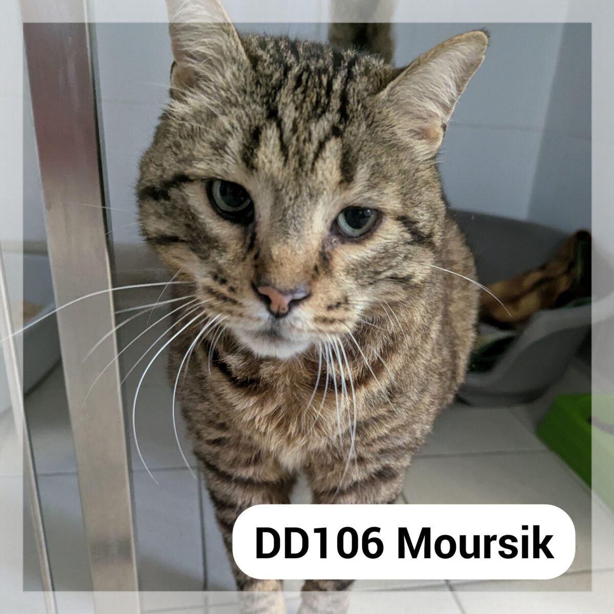 Moursik