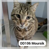 Moursik, chat à l’adoption à la SCPA de Carcassonne
