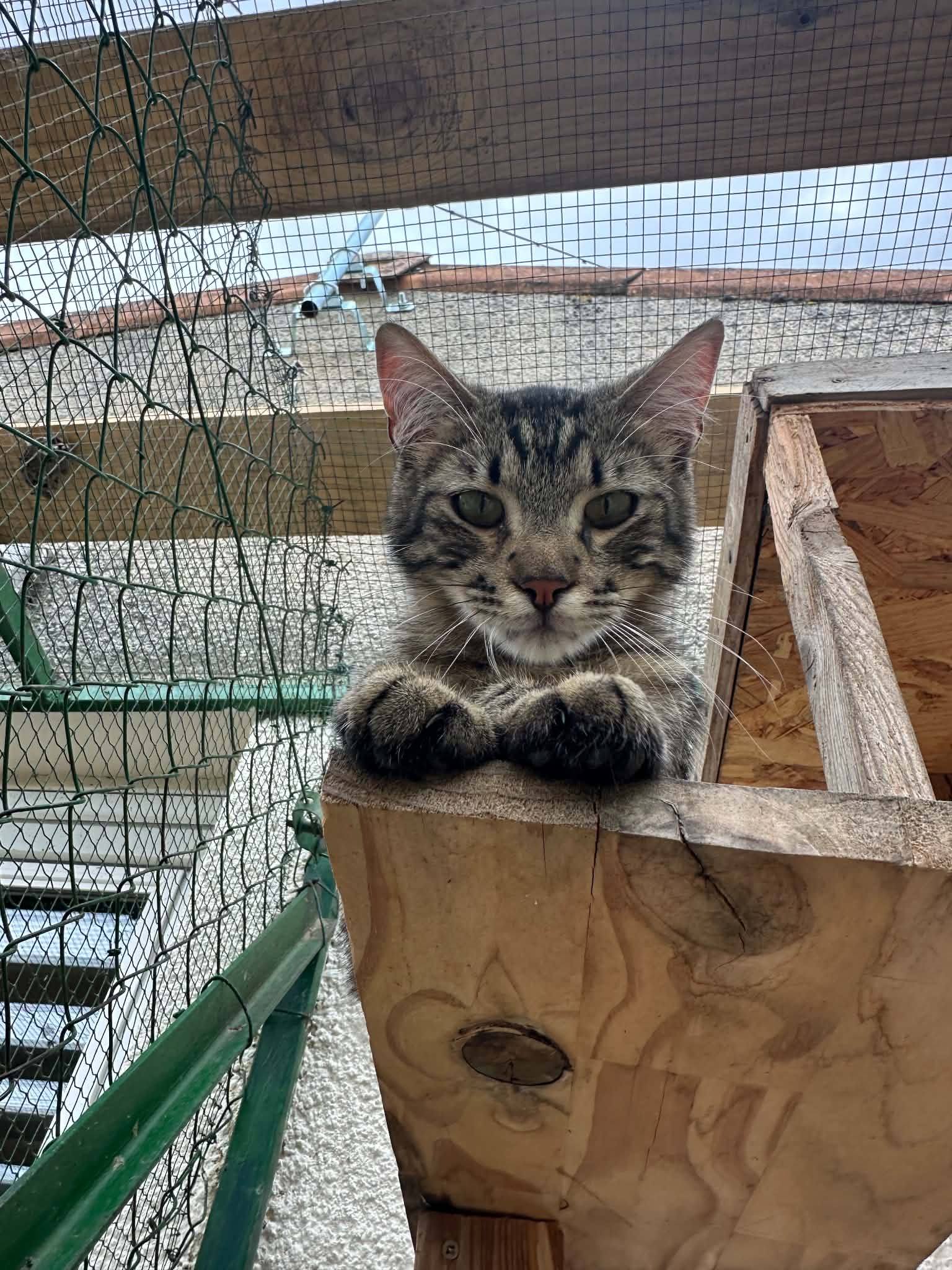 Rocky 1