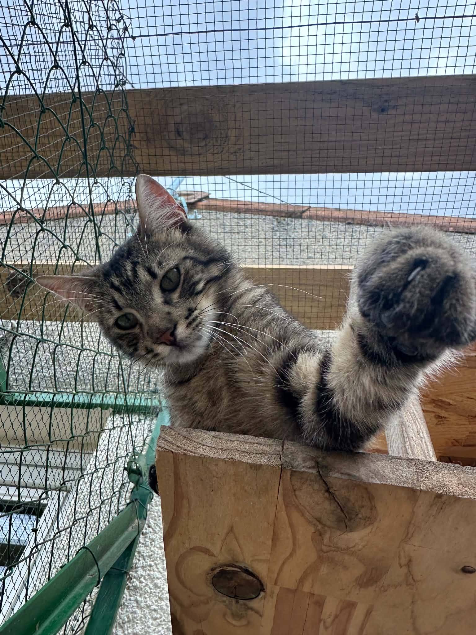 Rocky 2