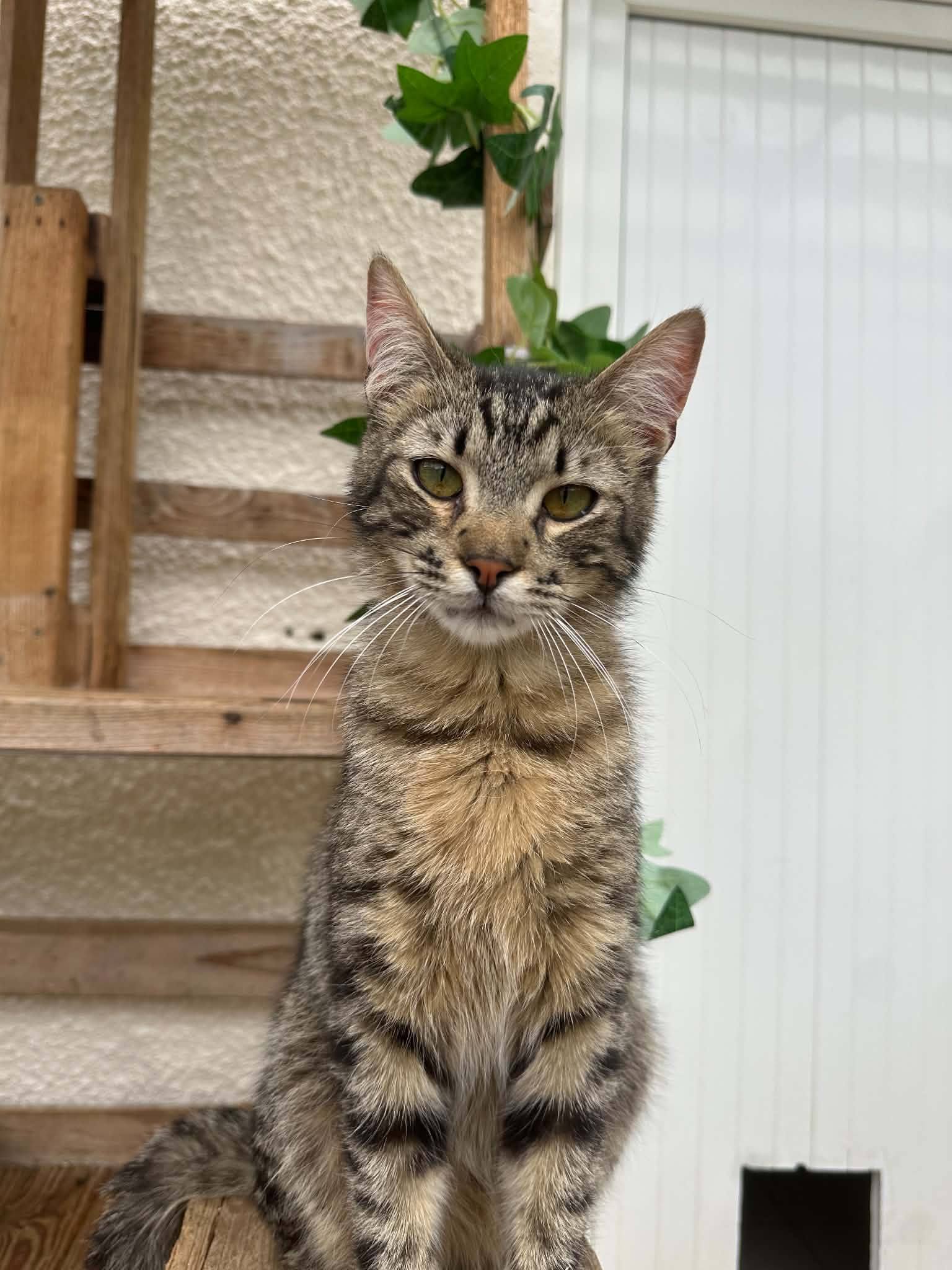 Rocky
