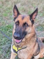 Tao, chien à l’adoption à la SCPA de Carcassonne