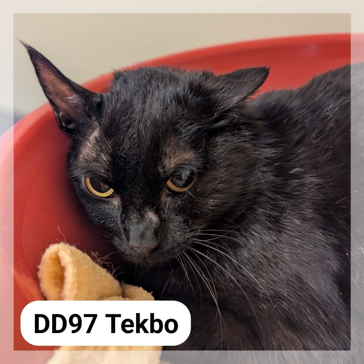 Tekbo