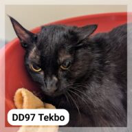 Tekbo, chat à l’adoption à la SCPA de Carcassonne