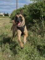 Vaya, chien à l’adoption à la SCPA de Carcassonne