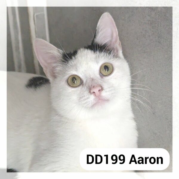 Aaron