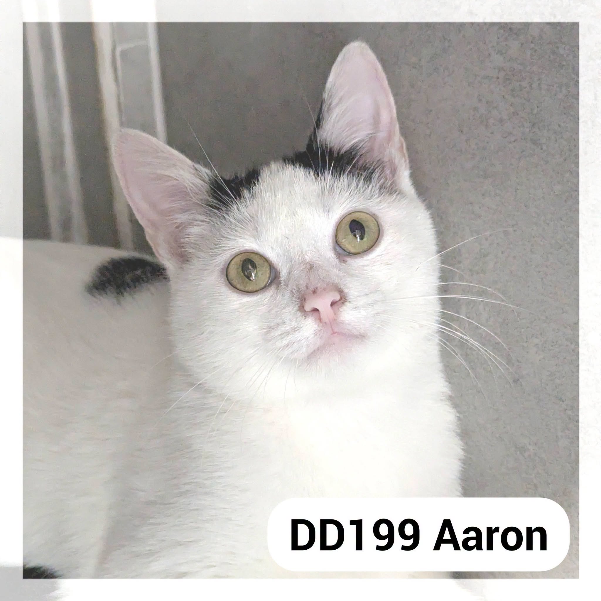 Aaron