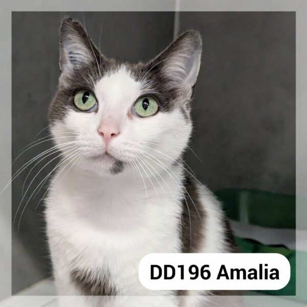 Amalia