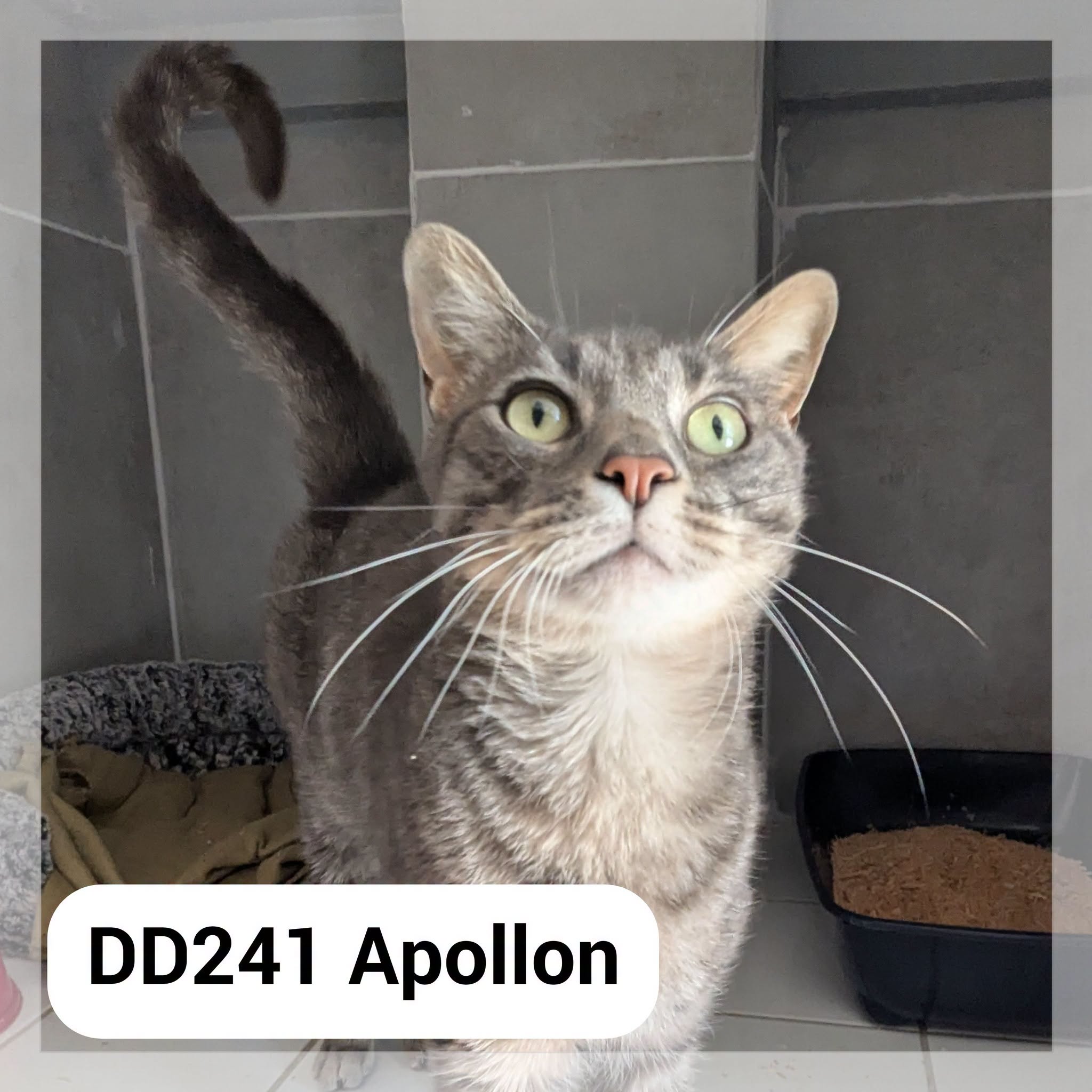 Lire la suite à propos de l’article Apollon