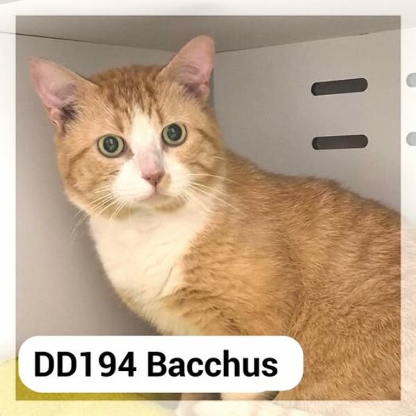Bacchus