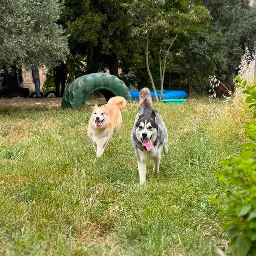 Bella 3