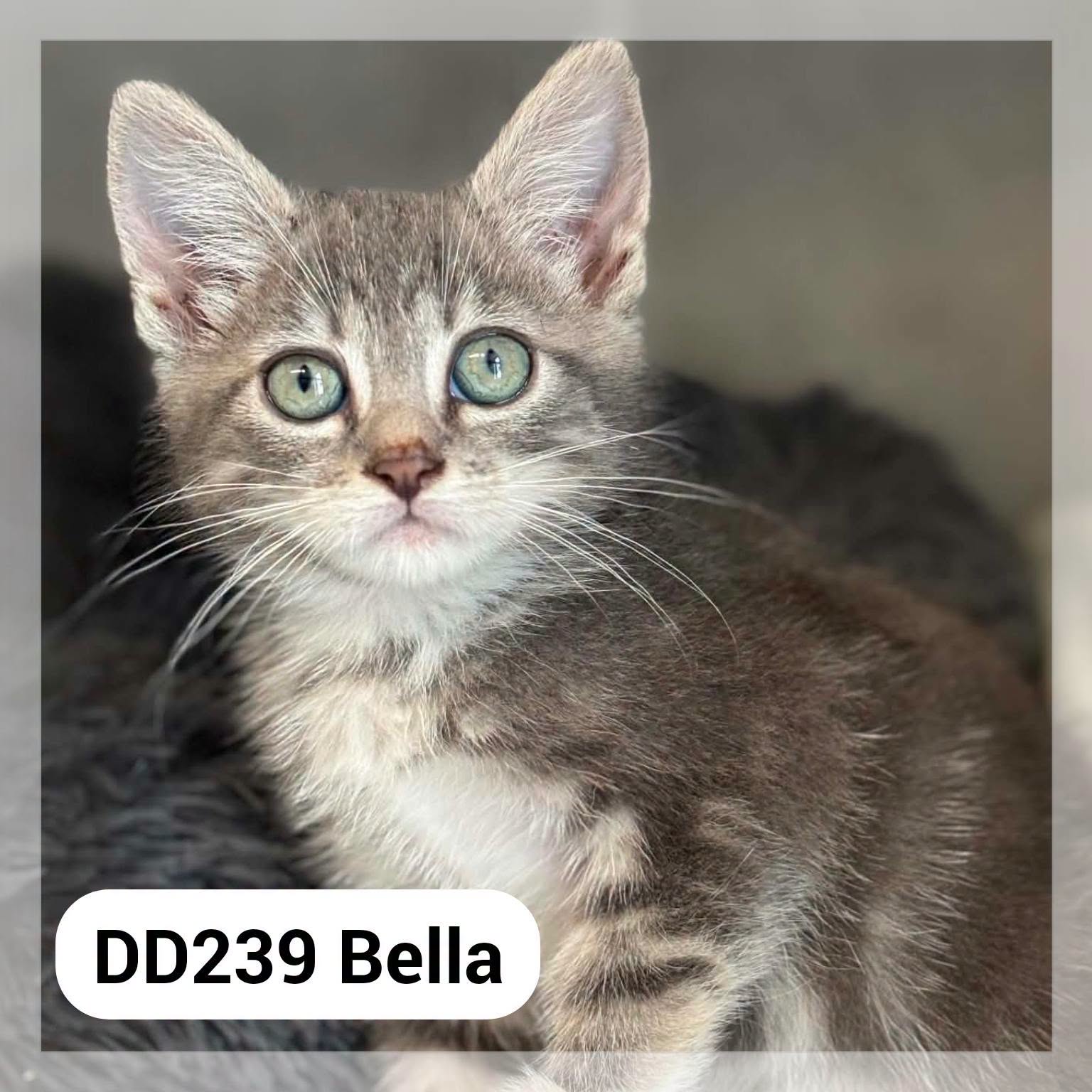 Bella