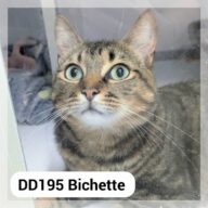 Bichette, chat à l’adoption à la SCPA de Carcassonne