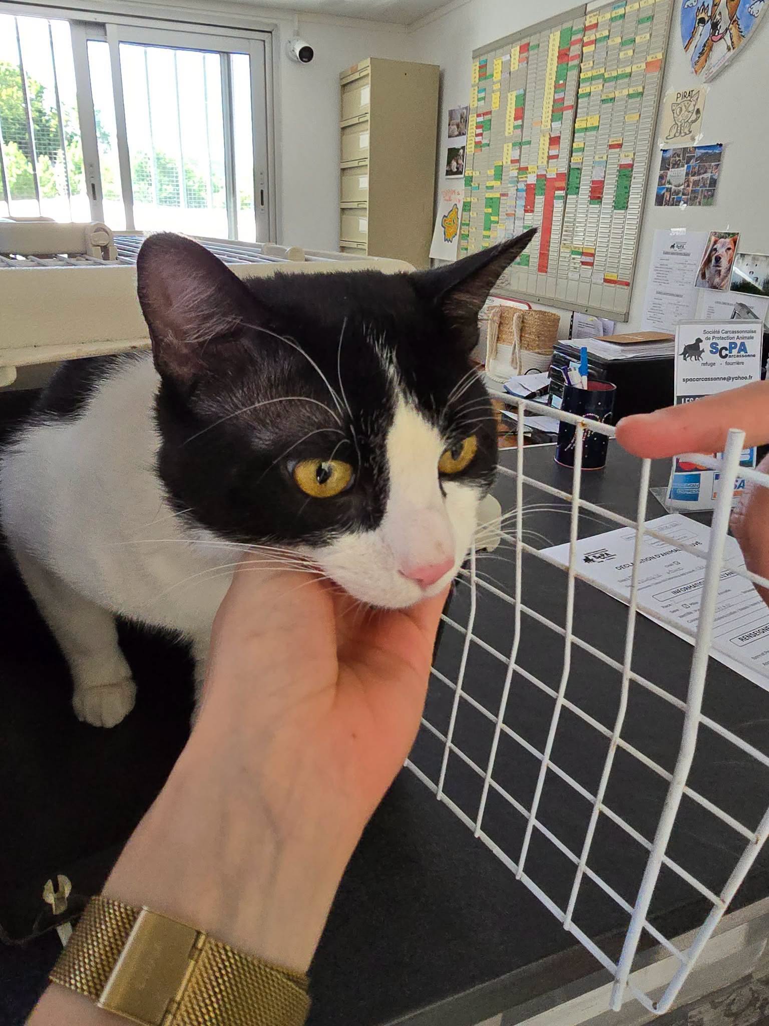 Lire la suite à propos de l’article 07/06 – FOURRIÈRE Chat – DD243