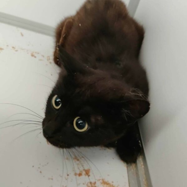 18/06 – FOURRIÈRE Chat – DD258