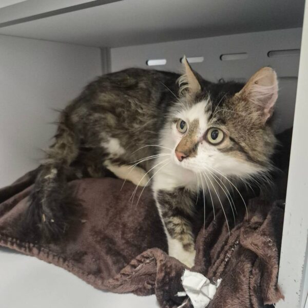 10/06 – FOURRIÈRE Chat – DD247