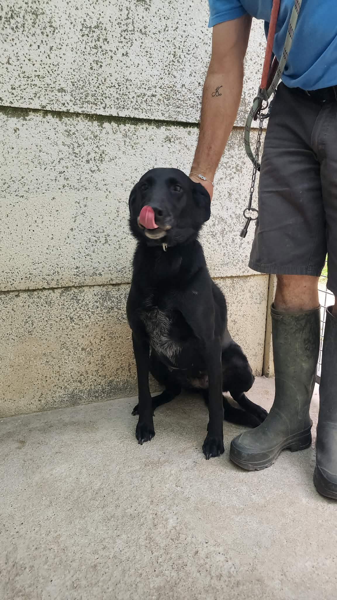 Lire la suite à propos de l’article 31/05 – FOURRIÈRE Chien – Lola CC190