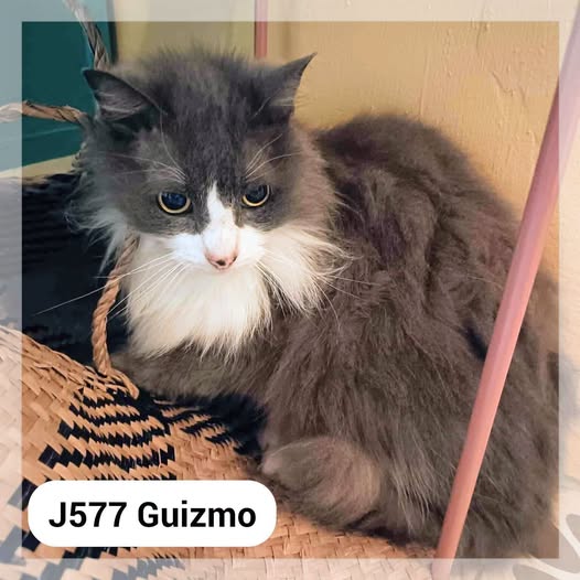 Guizmo