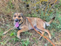 Isis, chien à l’adoption à la SCPA de Carcassonne