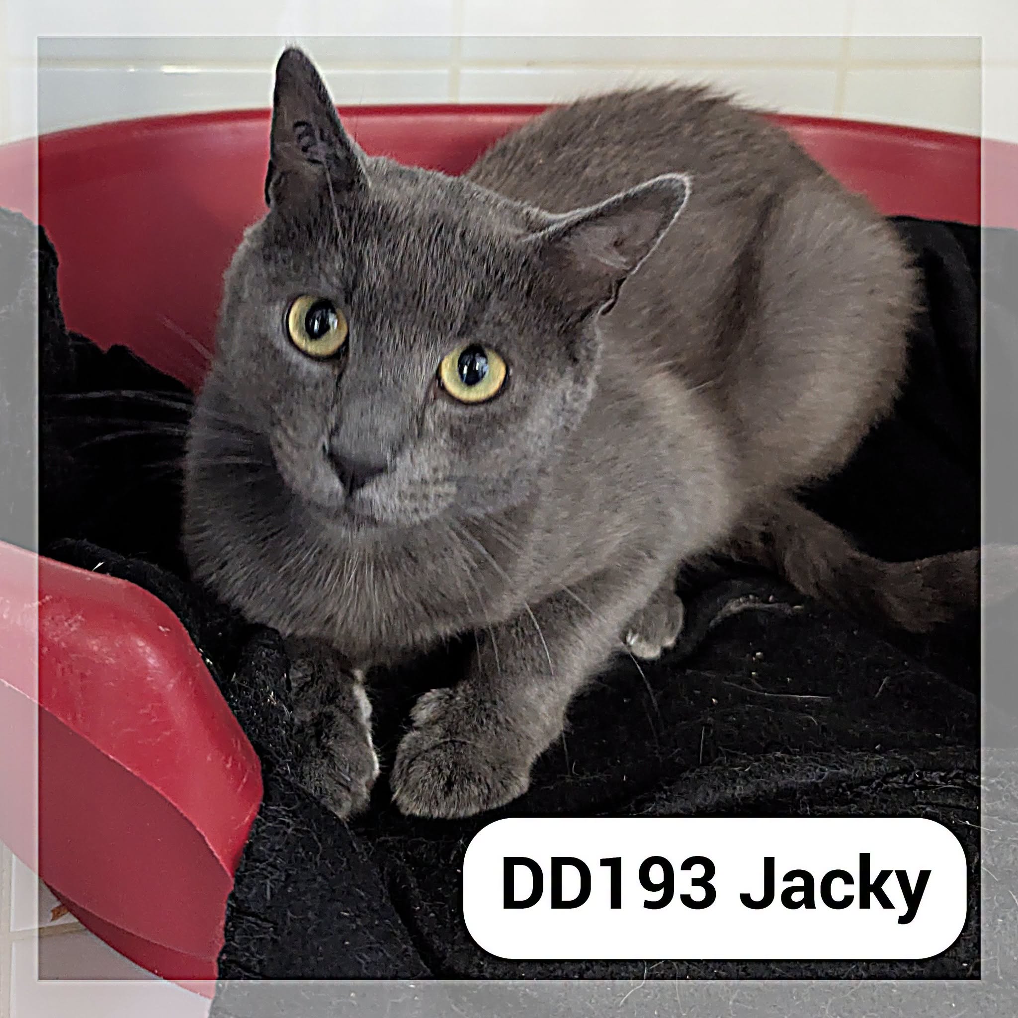 Jacky