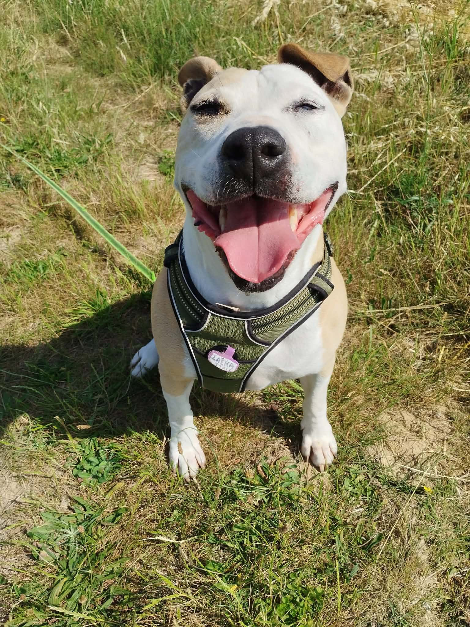 Laika