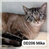 Mika, chat à l’adoption à la SCPA de Carcassonne