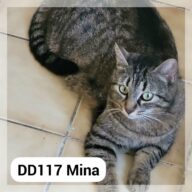 Mina - F.A., chat à l’adoption à la SCPA de Carcassonne