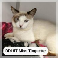 Miss Tinguette, chat à l’adoption à la SCPA de Carcassonne