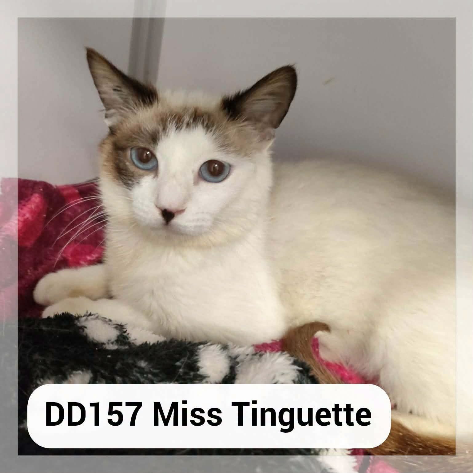 Miss Tinguette