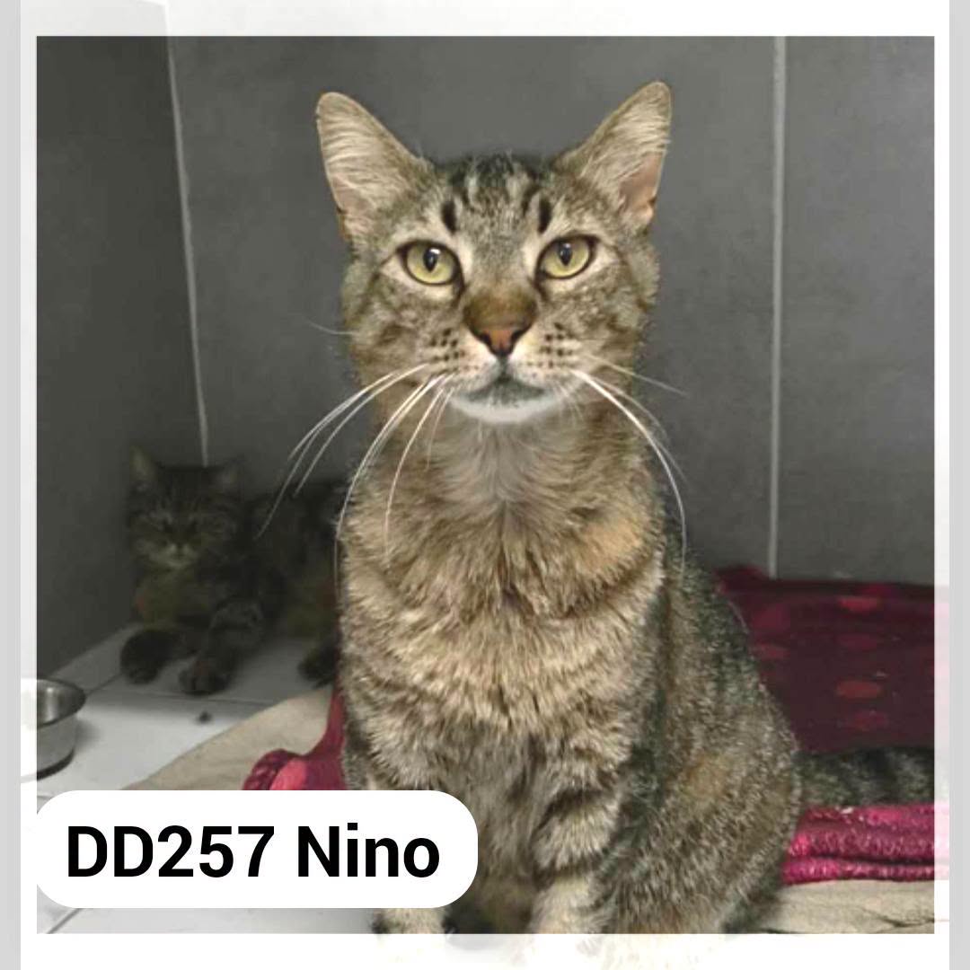 Nino