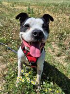 Oscar, chien à l’adoption à la SCPA de Carcassonne