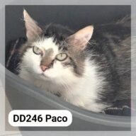 Paco, chat à l’adoption à la SCPA de Carcassonne
