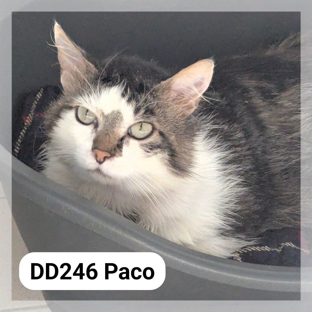 Lire la suite à propos de l’article Paco