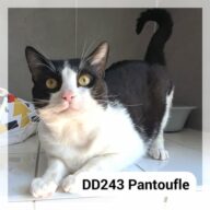 Pantoufle, chat à l’adoption à la SCPA de Carcassonne