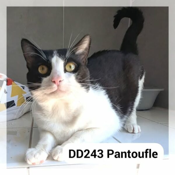 Pantoufle