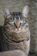 Ritournelle - F.A., chat à l’adoption à la SCPA de Carcassonne